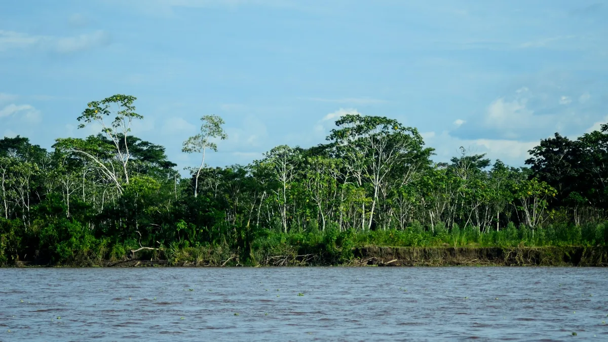 Margem de rio com floresta amazônica sob céu azul